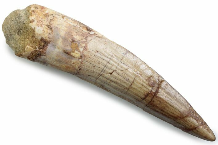 Fossil Spinosaurus Tooth - Real Dinosaur Tooth #383471